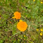 Eschscholzia caespitosa Flower