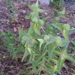 Euphorbia lathyris Frukt