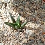 Ariocarpus bravoanus Hoja