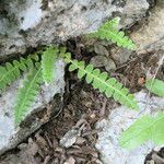 Asplenium ceterachপাতা