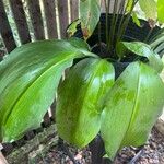 Aspidistra elatior ഇല