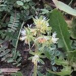 Reseda phyteuma Цветок