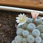 Rebutia heliosa Flower