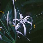 Hymenocallis tubiflora Fleur