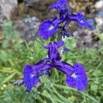 Iris latifolia Flower