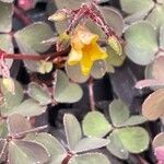 Oxalis corniculata Цветок