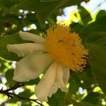 Oncoba spinosa Λουλούδι