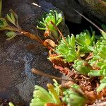 Saxifraga moschata Deilen