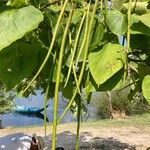 Catalpa bignonioidesഫലം