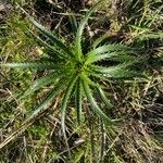 Eryngium horridum Fulla