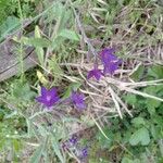 Anchusa undulata ᱵᱟᱦᱟ