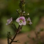 Veronica catenata Цвят