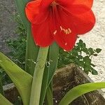 Hippeastrum reginaeŽiedas