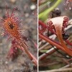 Drosera intermedia Lapas