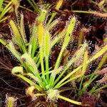 Drosera capensis Habit