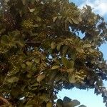 Premna serratifolia Συνήθη χαρακτηριστικά