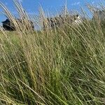 Calamagrostis breviligulata Leaf