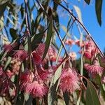 Eucalyptus leucoxylon Blüte
