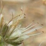 Phacelia mutabilis Fruit