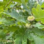 Quercus × rosacea Fruto