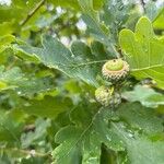 Quercus × rosacea Frukt