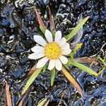 Werneria pygmaea Virág