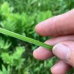 Carex stipata പുറംതൊലി