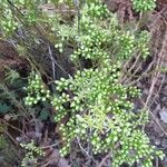 Sedum sediforme Flower