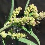 Atriplex littoralis Žiedas