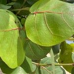 Coccoloba uvifera Blatt