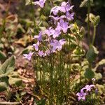 Campanula patula Habit