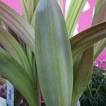 Allium tricoccum Blatt