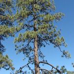 Pinus jeffreyi عادت