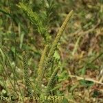 Phleum paniculatum Natur