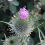 Cirsium vulgareЦвят