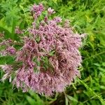 Eutrochium maculatum Flower