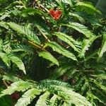 Amorphophallus paeoniifolius 花