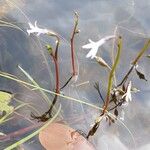 Lobelia dortmanna Blüte