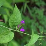 Justicia pubigera Habit