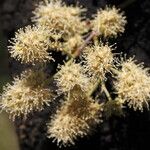 Combretum collinum Flower