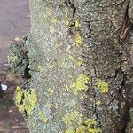 Olea europaea Bark