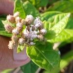 Cyrtocymura scorpioides Flower