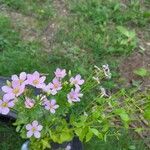 Sabatia angularis Õis