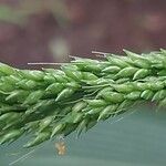 Setaria palmifolia Fruit