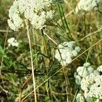 Seseli annuum Blatt