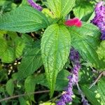 Salvia oxyphora Leaf