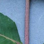 Rhus glabra Corteza