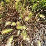 Hordeum marinum पत्ता