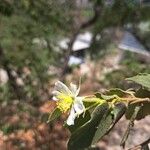 Muntingia calabura फूल