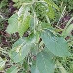 Diospyros virginiana Leaf